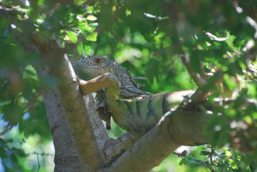 An iguana perched on a branch, blending with the green leaves of the tree.