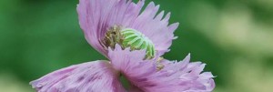 flower2