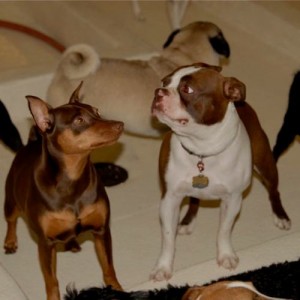 dogs
