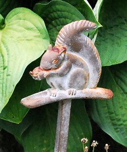 squirrel